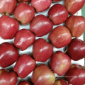 New Crop Fresh Apple Fruits Huaniu Apple with Cheap Price